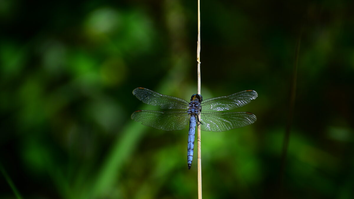 Orthetrum coerulescens