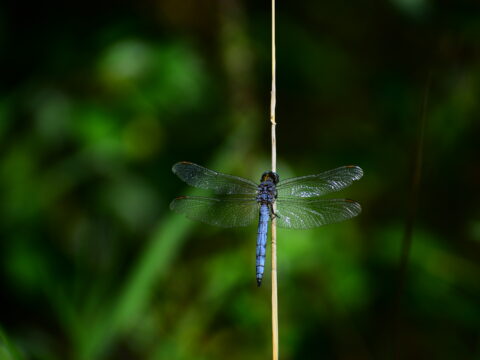 Orthetrum coerulescens